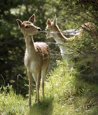 Caprioli contribuscino ai danni sul raccolto