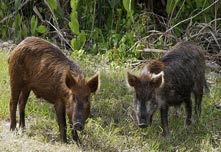 Immagini come questa sempre più frequenti in Toscana