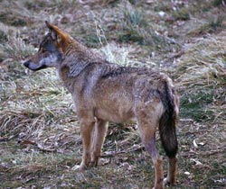 Un lupo che si potrebbe aggirare per la Toscana