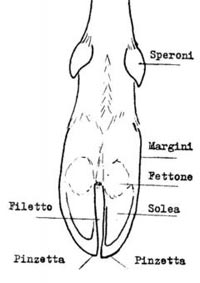 Come riconoscere le impronte degli ungulati