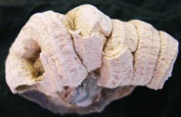 Un fossile molto particolare ritrovato in Toscana