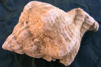 Fossili toscani dello agriturismo Centopino